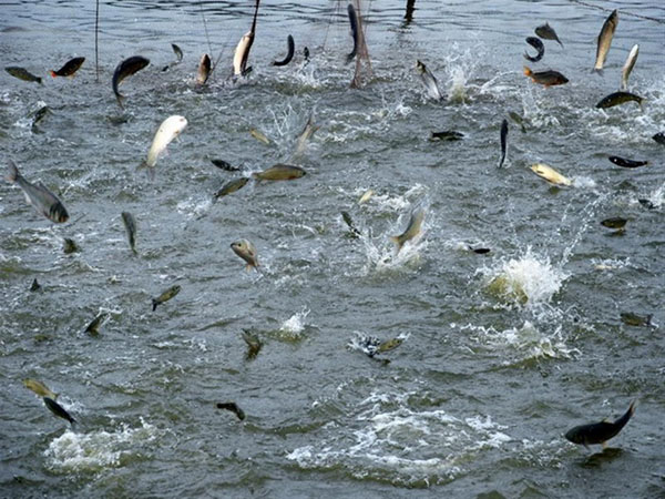 大型水產(chǎn)養(yǎng)殖需要什么機(jī)械設(shè)備？